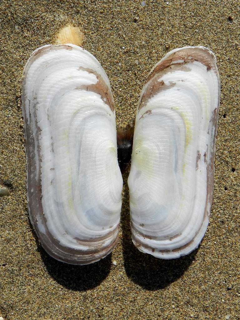 Solecurtus scopula (Turton,1822)